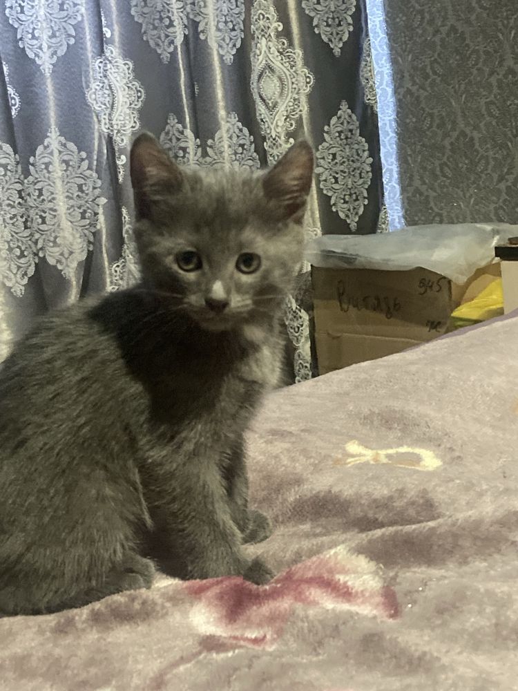 Отдам котиков в добрые руки