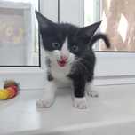 шотландский котенок