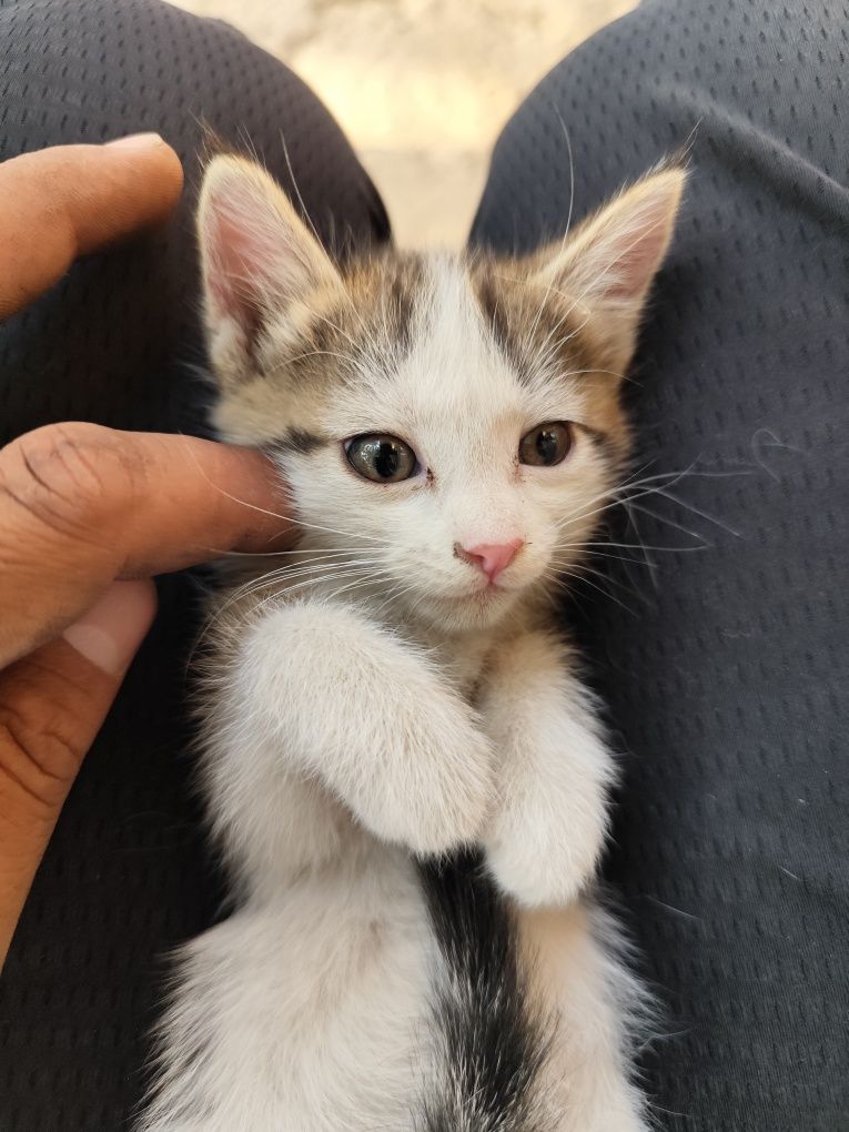 2 котенка отдам бесплатно
