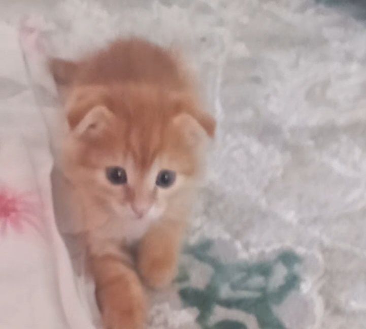 Продам котёнка, вислоухий шотландец.