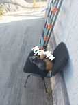 отдам котят в добрые ручки