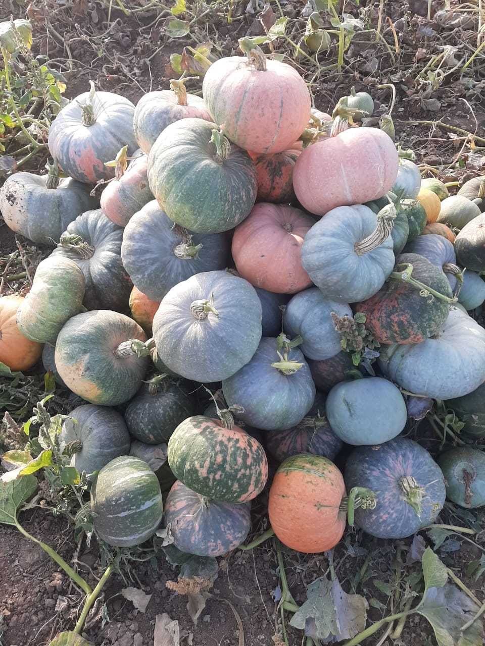 продам тыкву урожай 2024 года на хранение очень вкусная