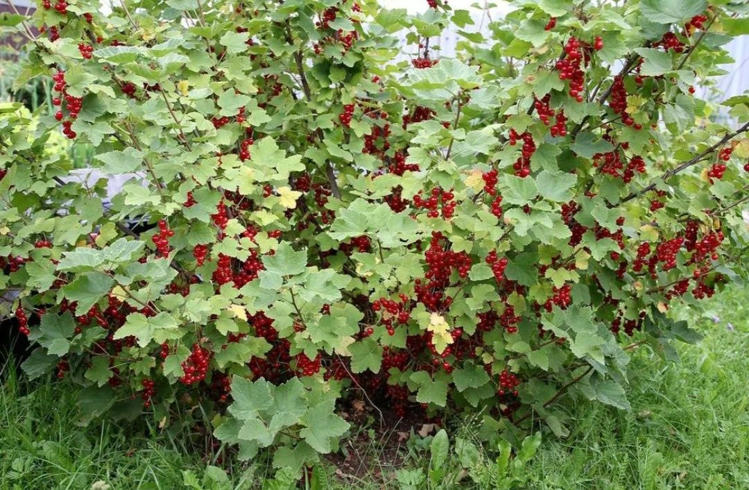 Куст Красной смородины 2х летний