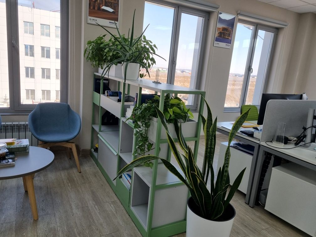 Уход за комнатными цветами