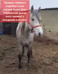 Продам табуного жеребца 5 лет