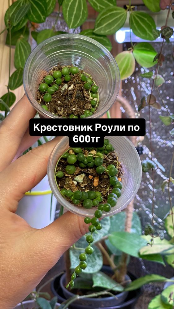 Суккуленты. Комнатные растения