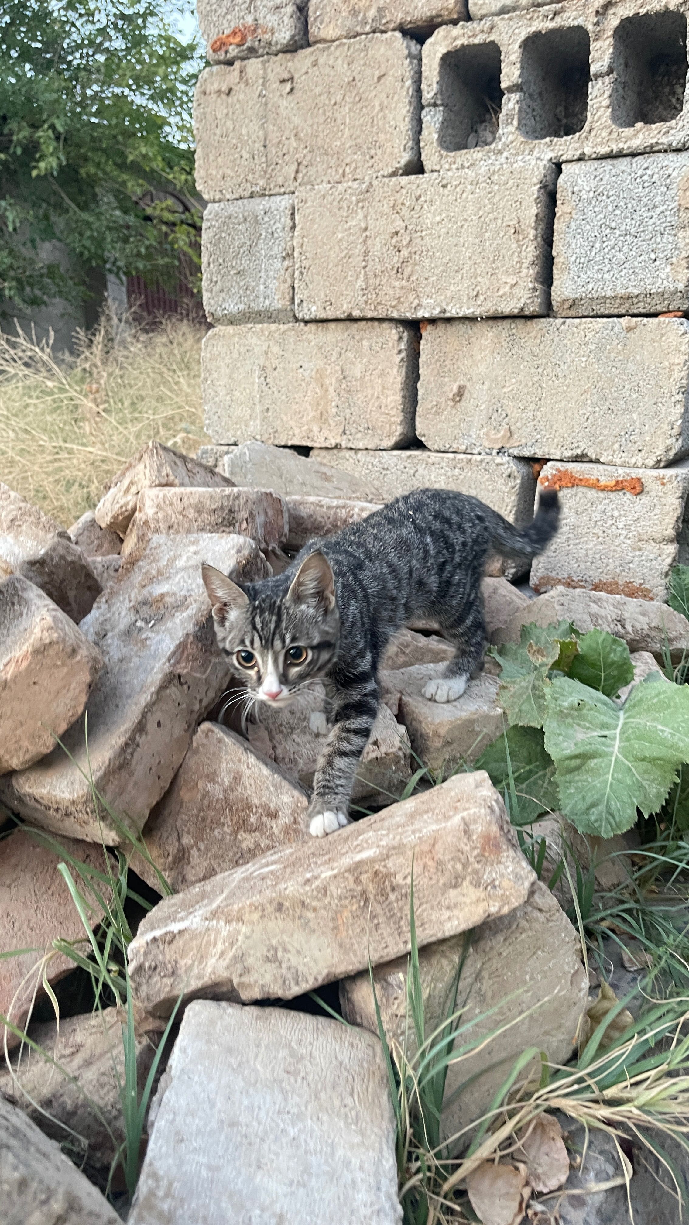 Котенок в хорошие руки!