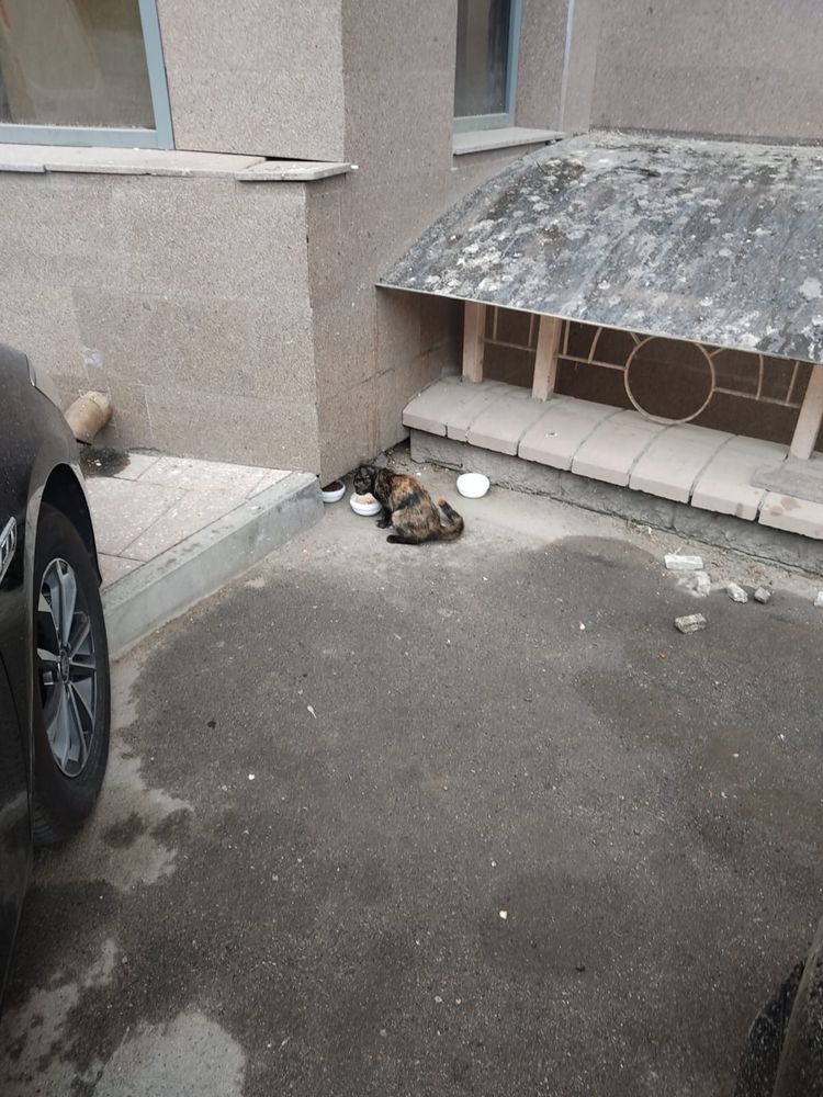 Кошечка ищет дом