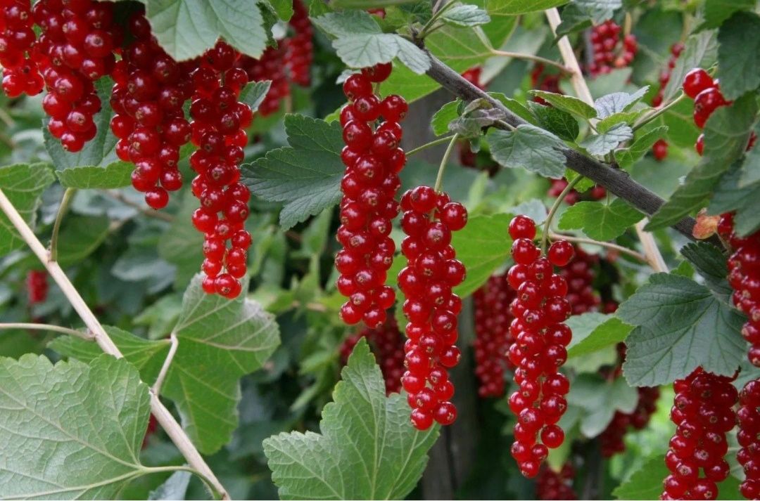 Куст Красной смородины 2х летний