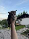 Отдам котят мальчиков