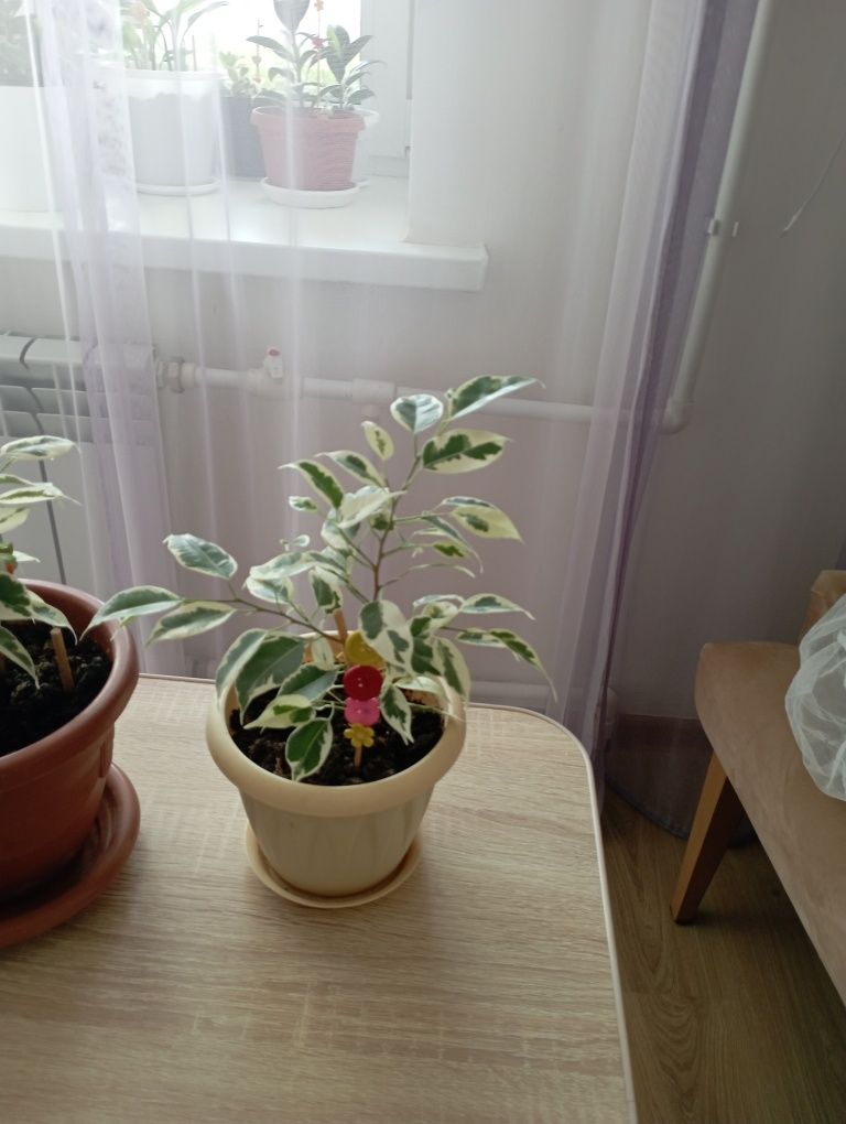 Фикусы Бенджамина