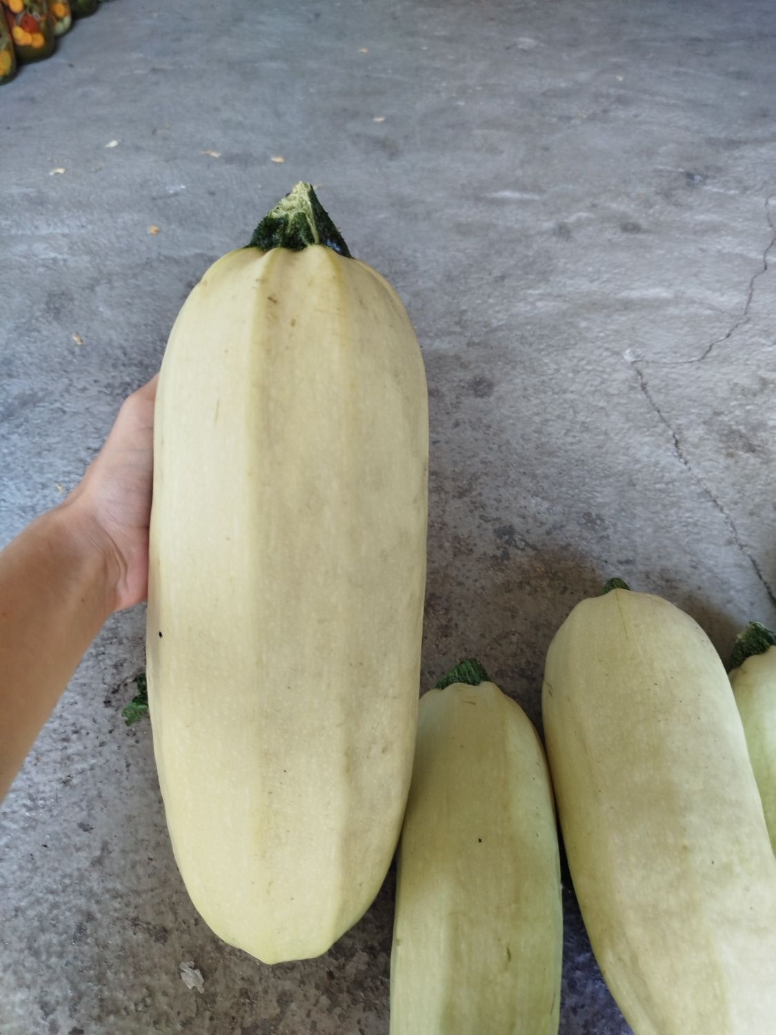 Продам кабачки..