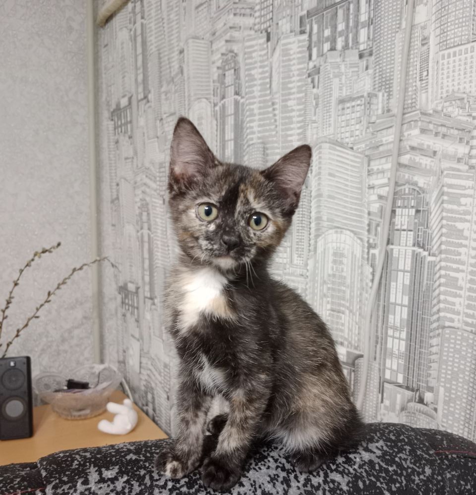 Отдам котенка в добрые руки.
