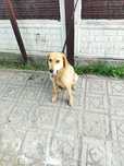 Продам русскую гончаю