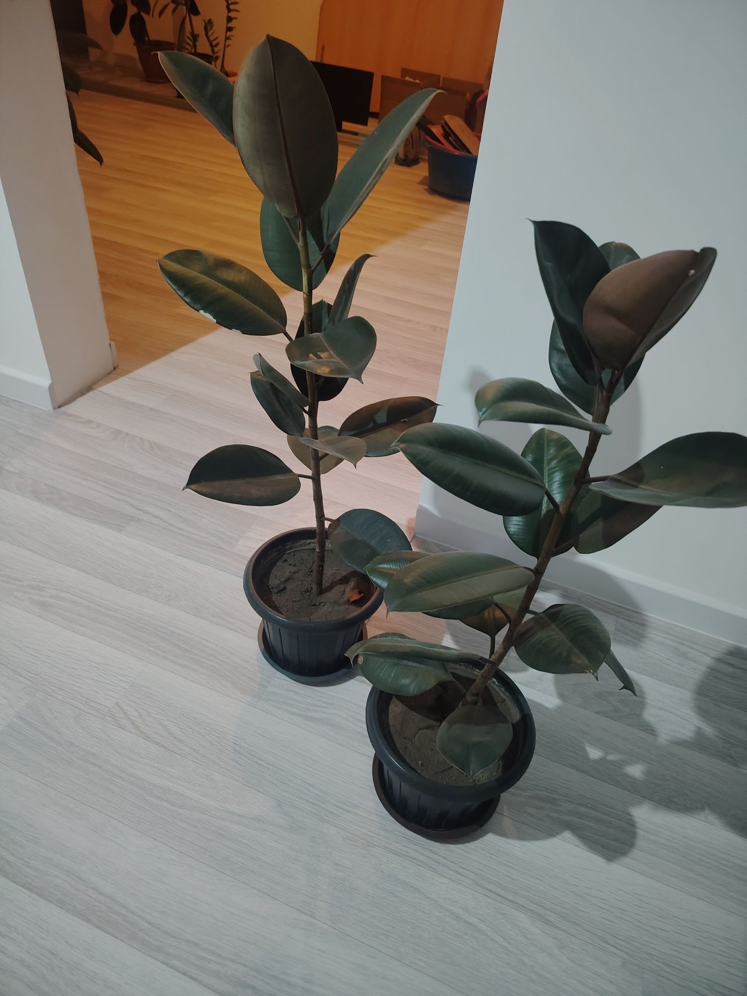 Продам фикусы для дома