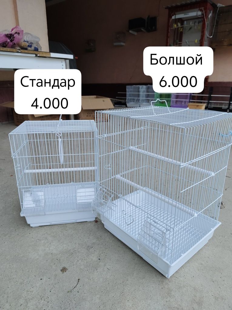 Попугай волнистый, карелла, амадин, неразлучник,