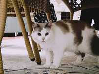 Кошка договорная