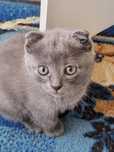 Отдам вислоухих котят за пачку корма