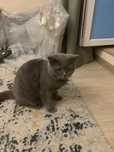 Кошка В Хорошие Руки