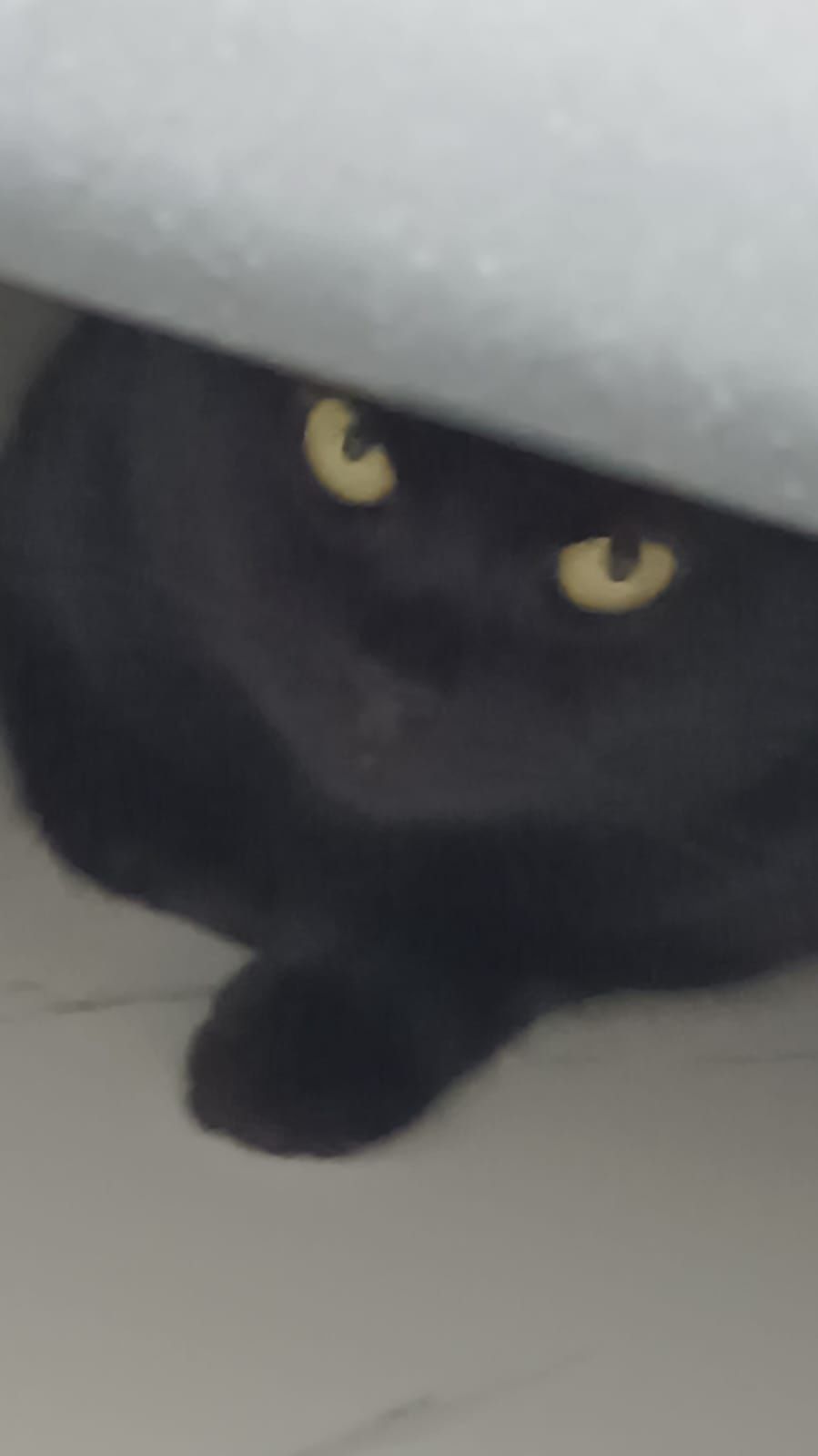 Шотланская черная кошка 2года