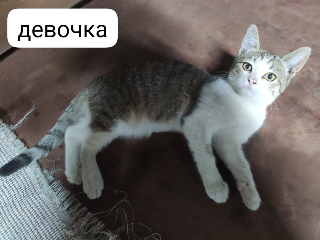 пожалуйста заберите котят