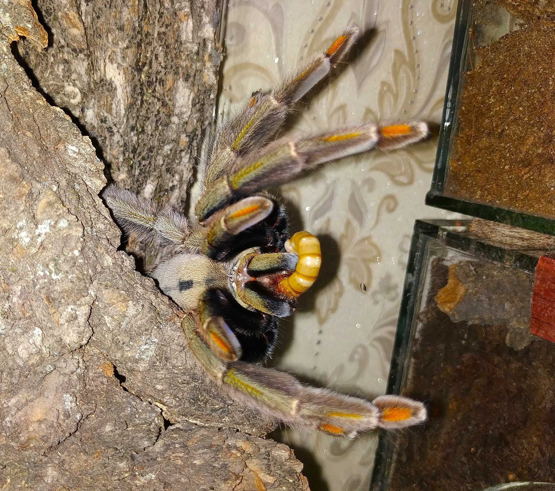 Psalmopoeus cambridgei \ Паук-птицеед (Самка)