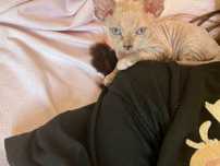Котенок сфинкс.
