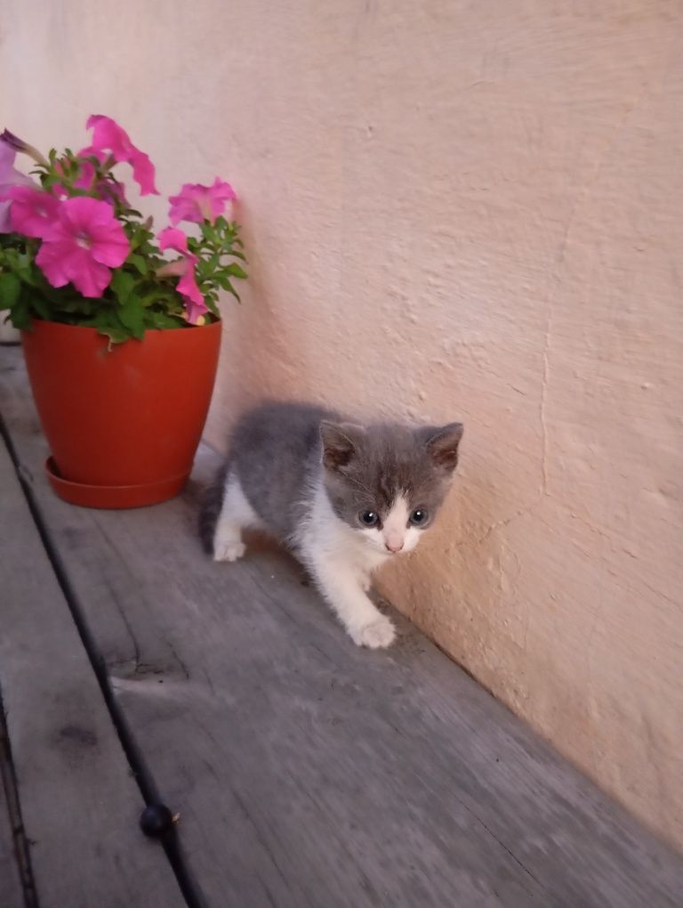 Котята мальчик и девочка