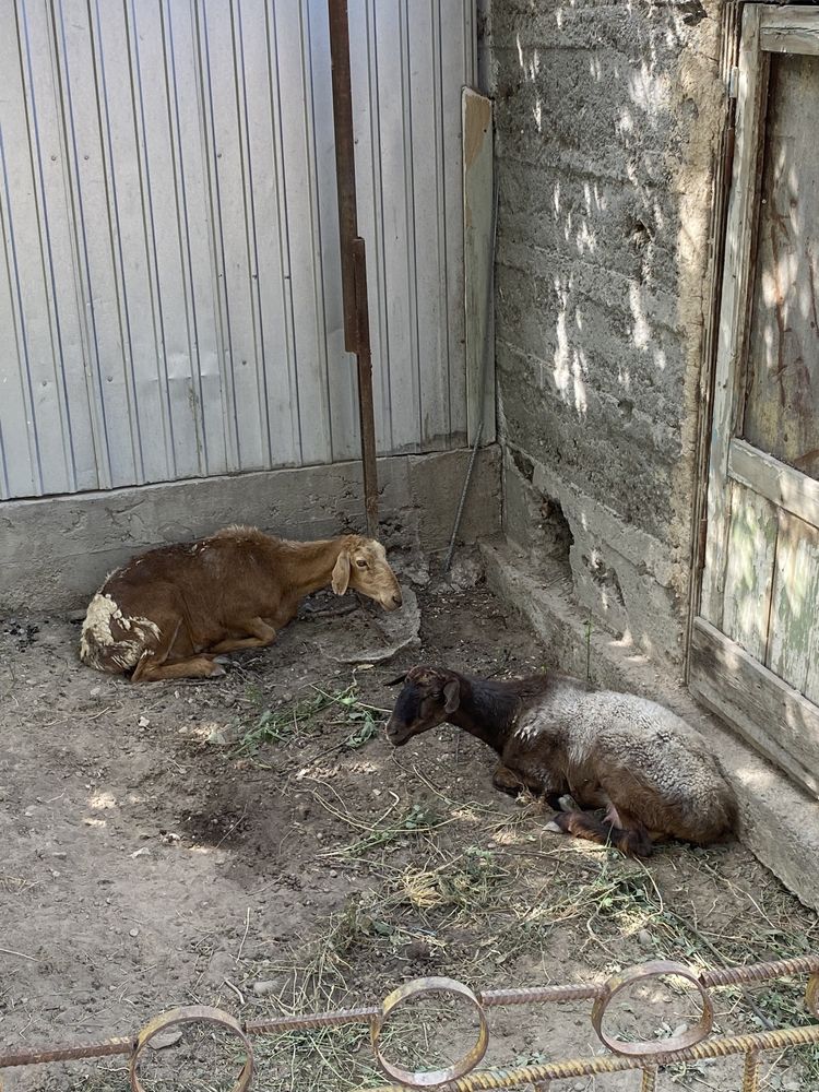 Продается бараны