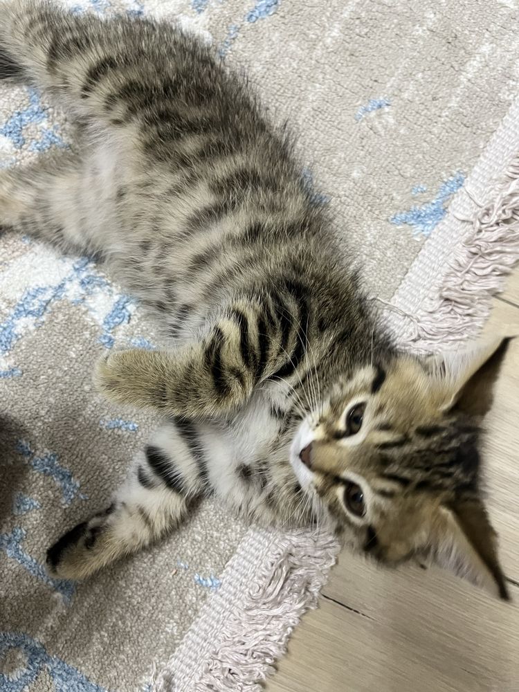 Кот  , отдам котенка хорошие руки