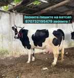 Упатиная тёлочка