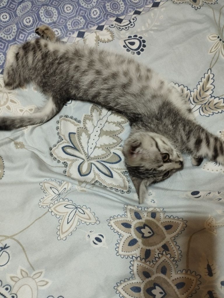 Ищу ответственных и любящих хозяев для котёнка