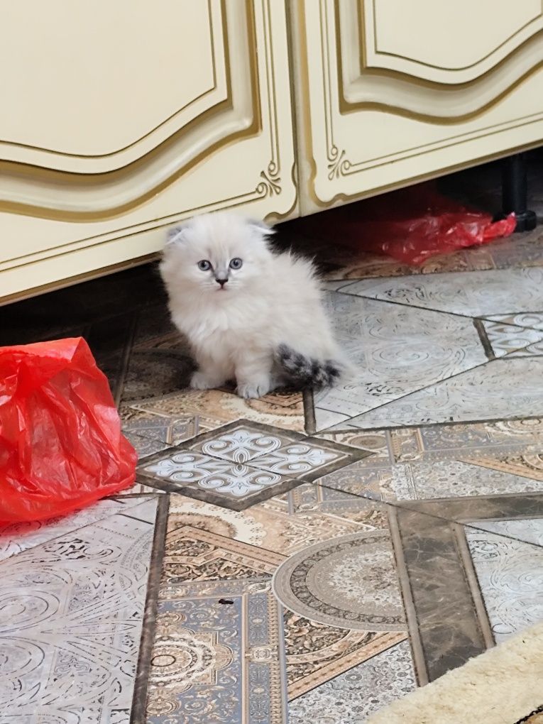 Котята пародистые