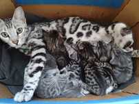 Продам бенгальских котят