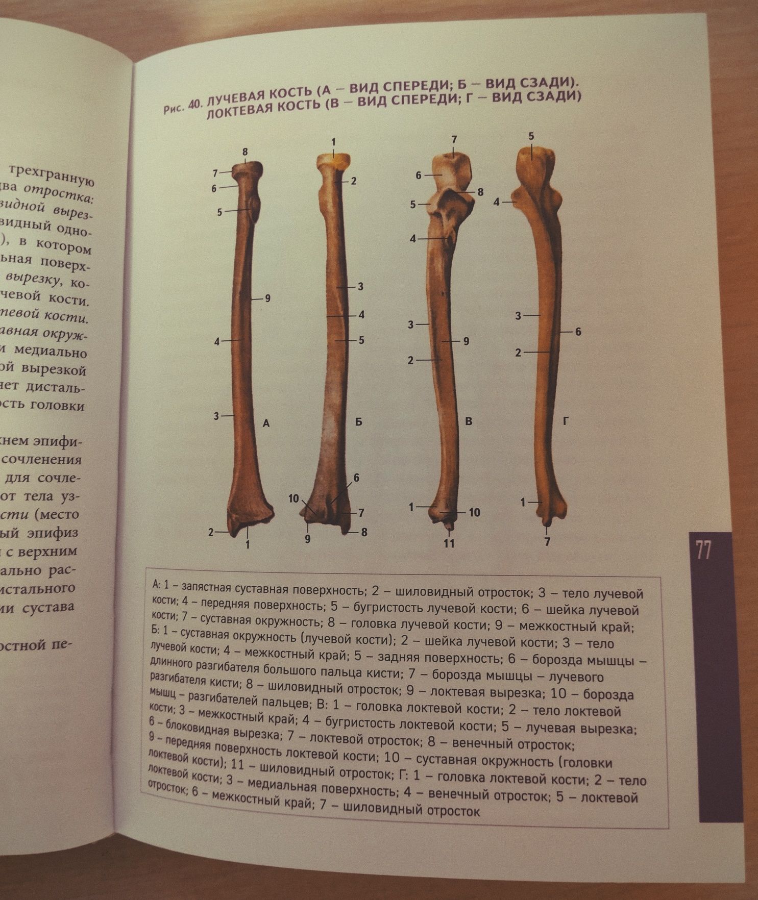 Атлас анатомии человека