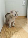 Котята Шотландские