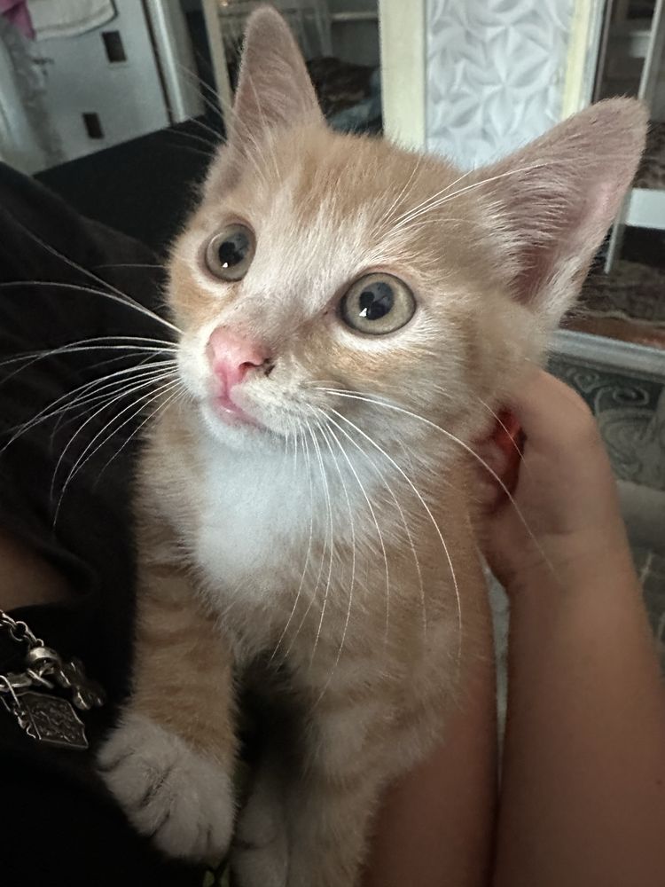 Отдам котят в добрые руки!