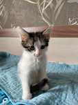 Котенок мальчик. Не для игр