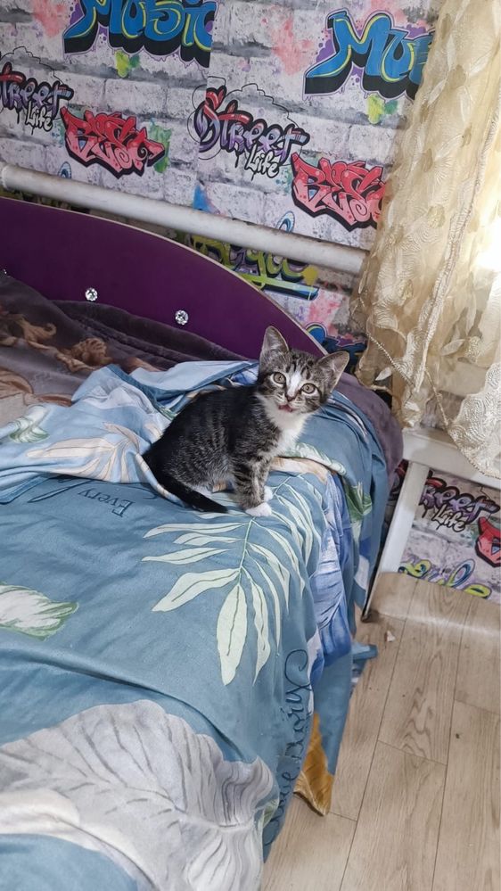 Отдам котят в хорошие руки