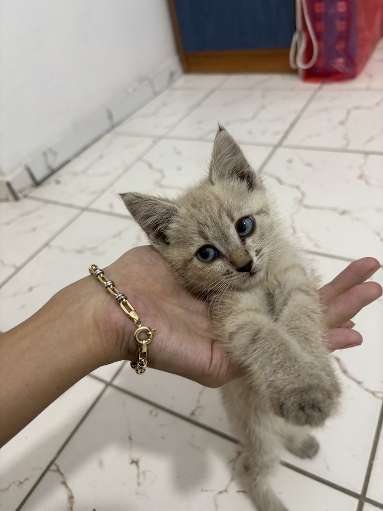Отдам котят бесплатно