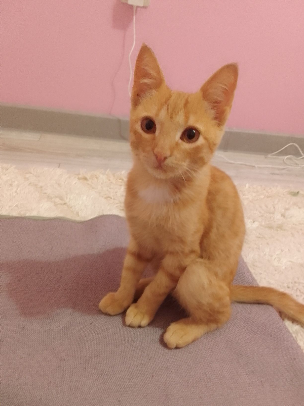 Котенок 3  айлық