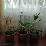 Комнатные цветы (ЖК Саранда)