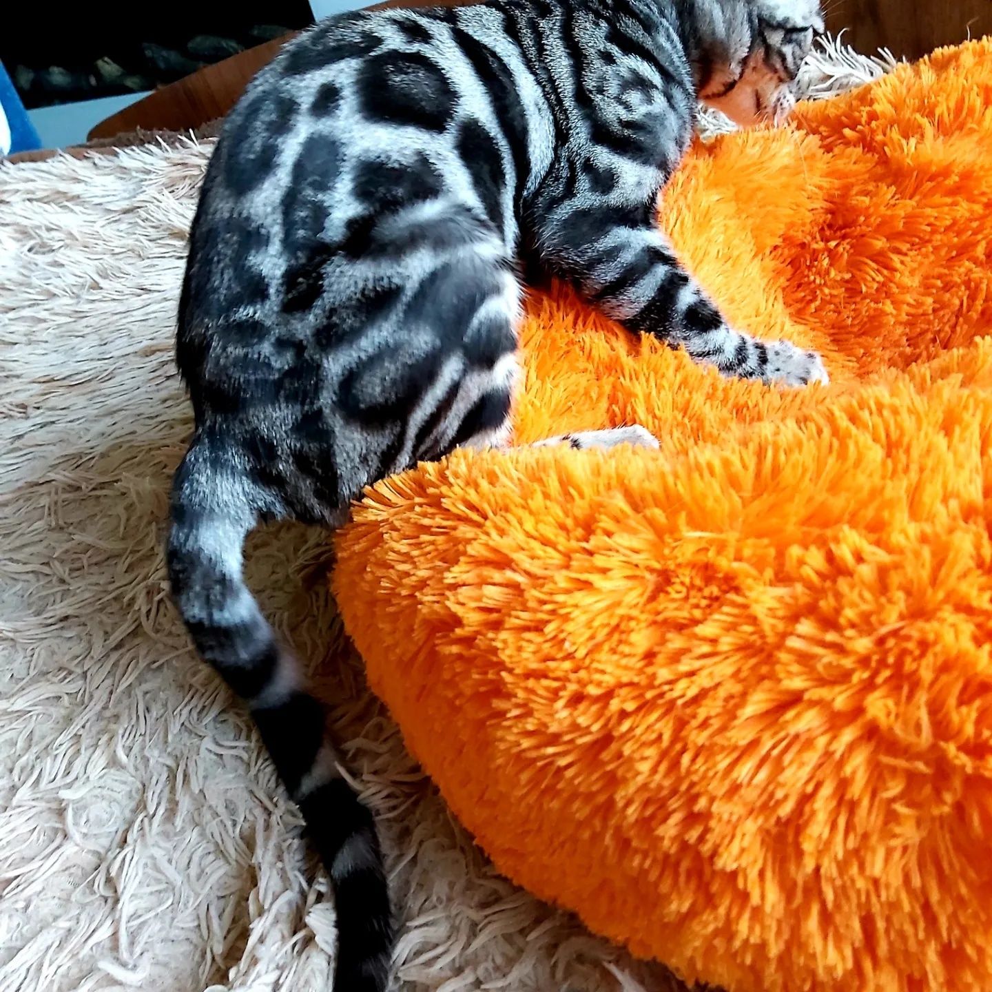 Котята БЕНГАЛЬСКИЕ. Серебро. Готовые