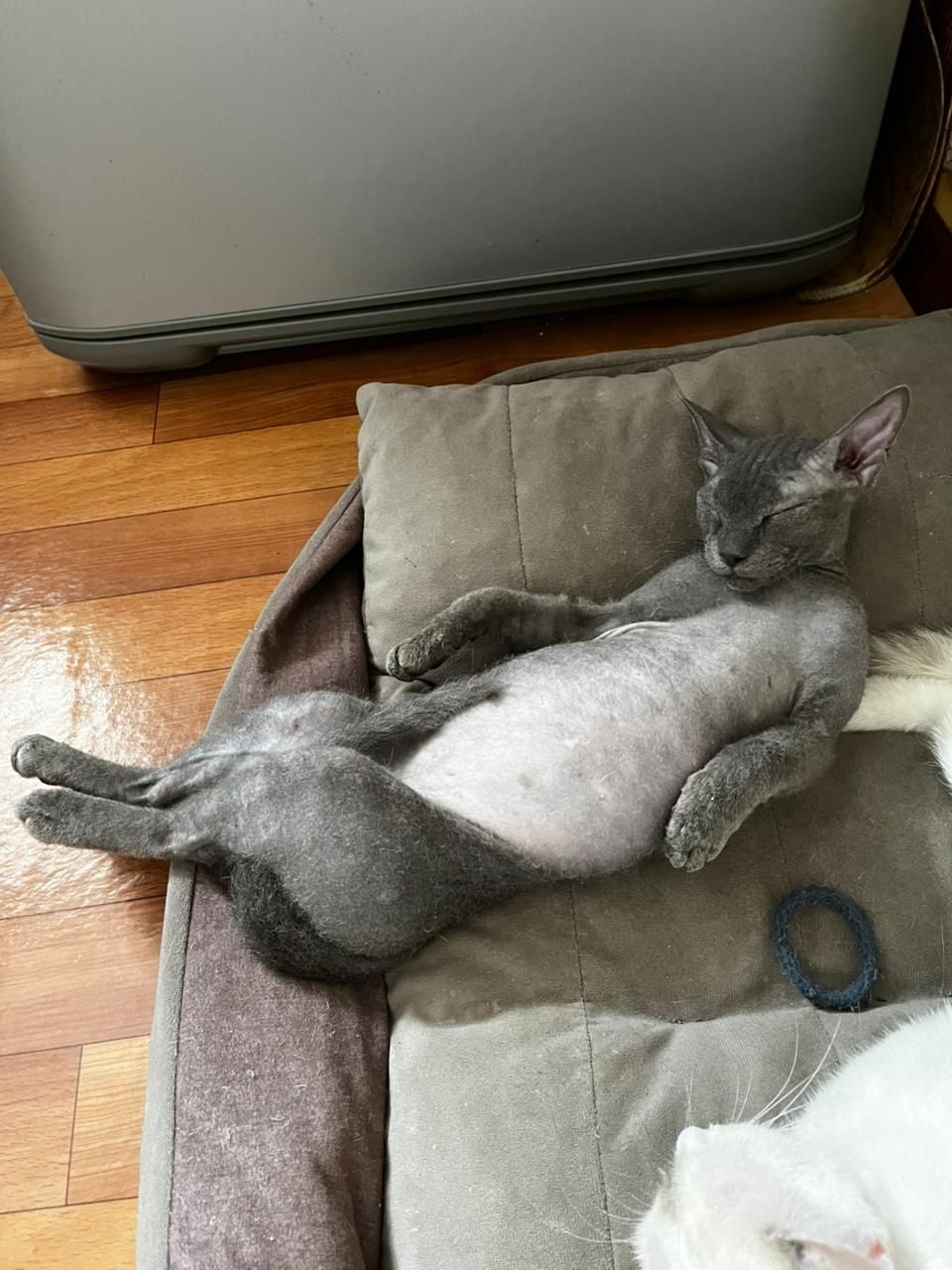 Котики Браш сфинкс