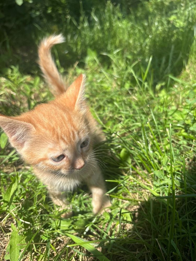Отдам котят в добрые руки