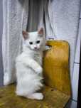 Чудесный котёнок мальчик 3 месяца