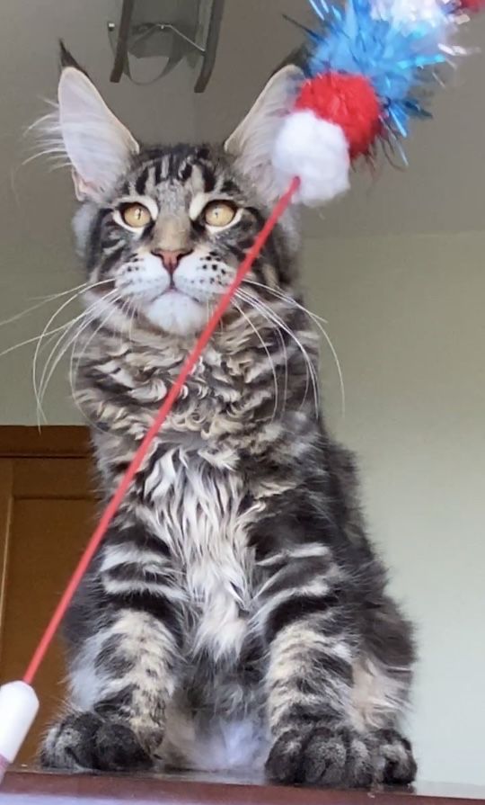 Котята мейнкун из Питомника