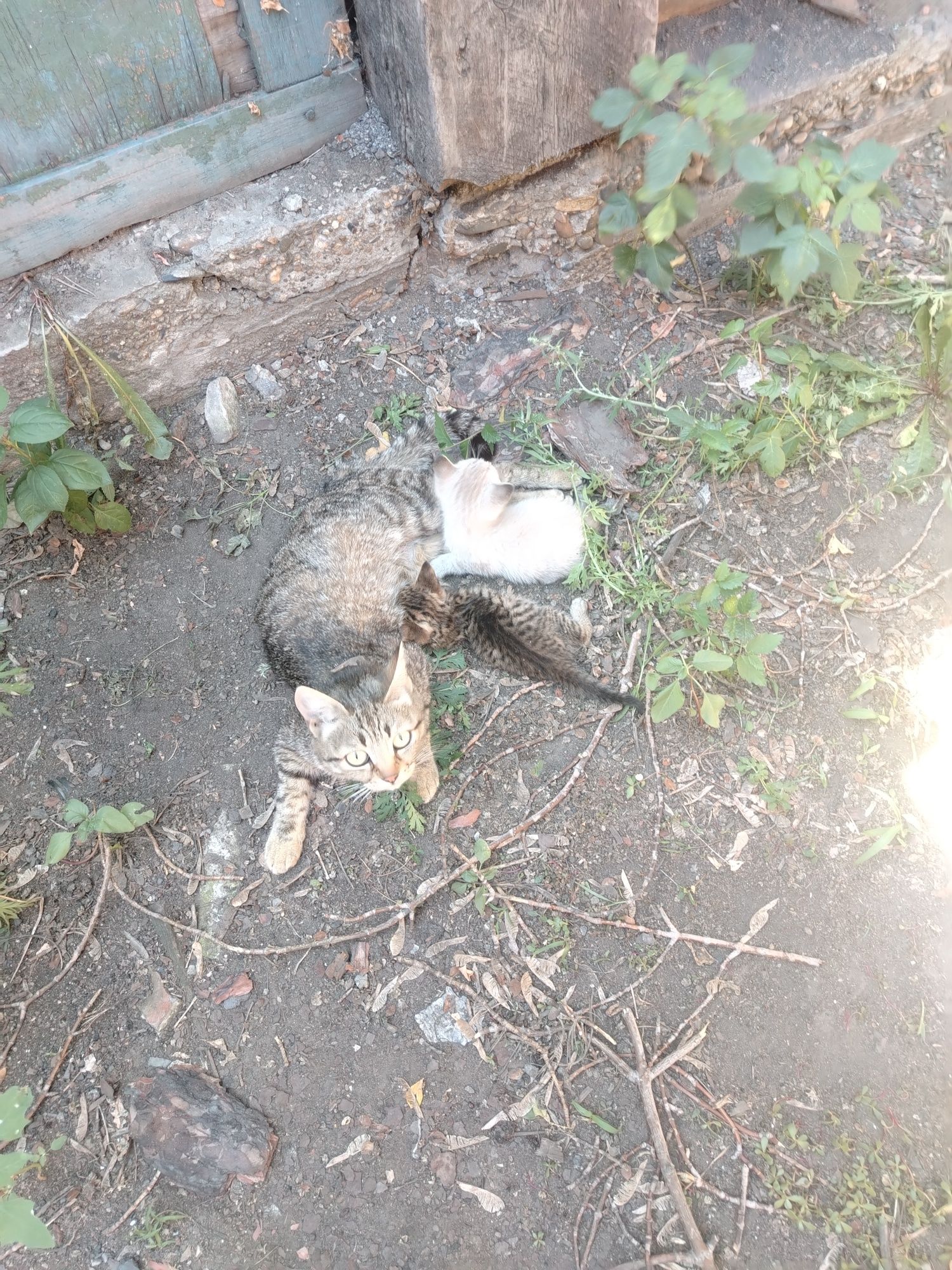 Котята даром простяе