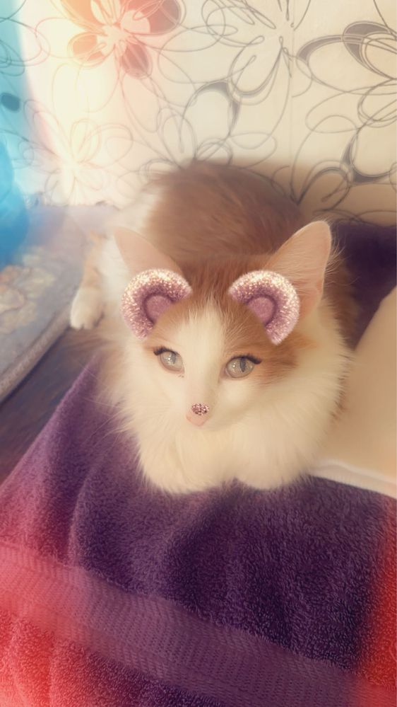 Адам кота кастрированного