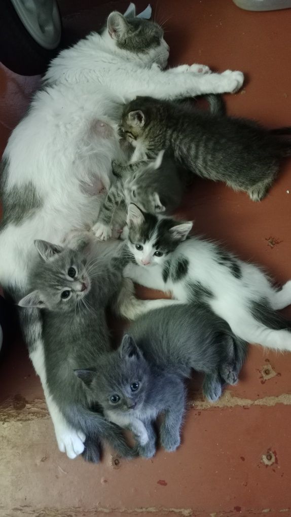 Отдадим котят 1,5 мес